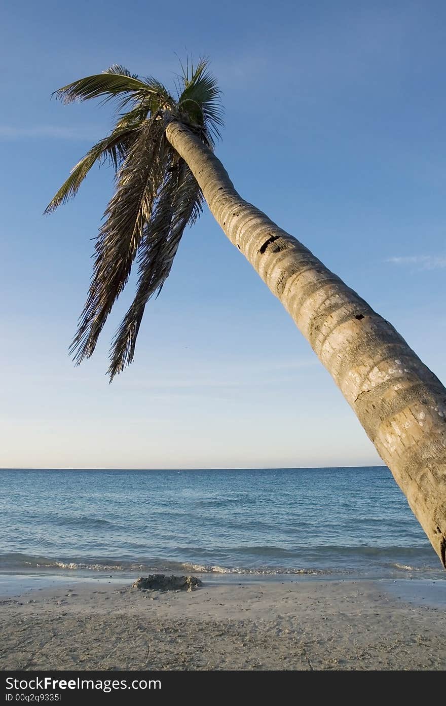 Coconut palm on tropical beach background