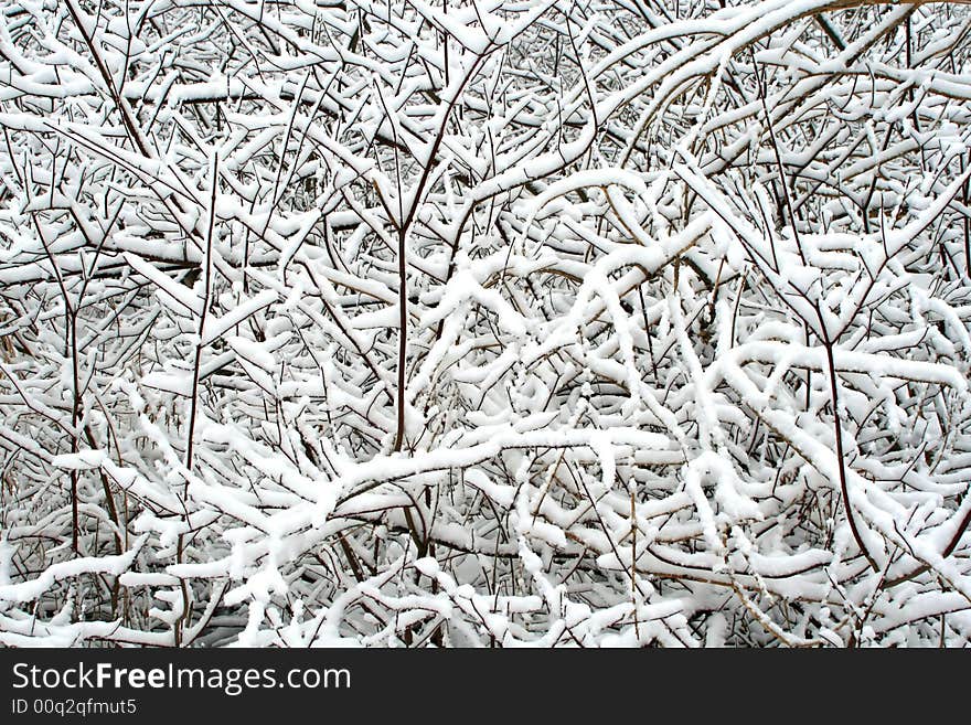 Snowfilled Tree Branches.