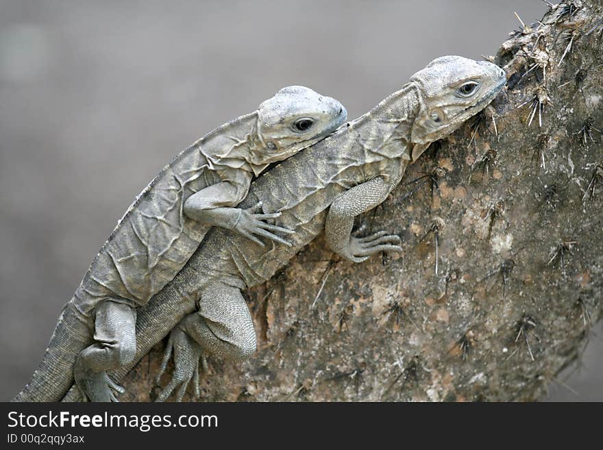 Two Lizards  in a pile