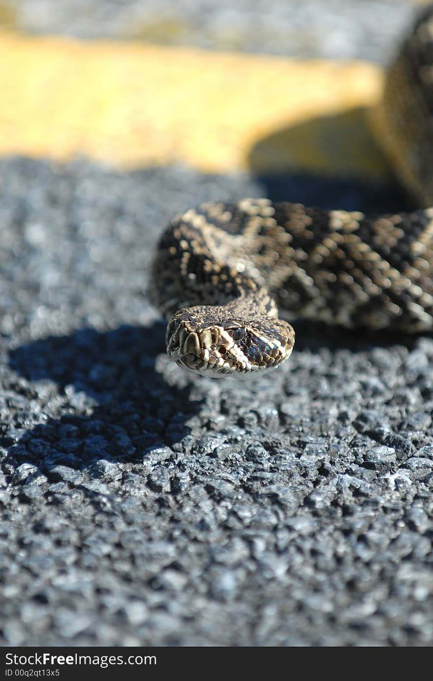 A large adult eastern diamondback rattlesnake crossing the street. A large adult eastern diamondback rattlesnake crossing the street.