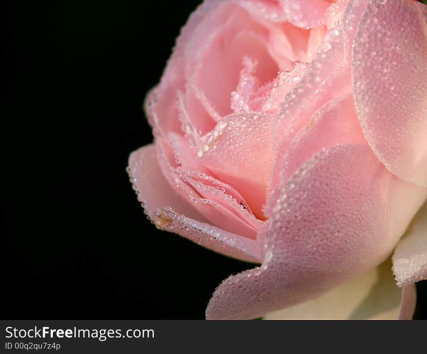 Drops Of Dew On A Rose.