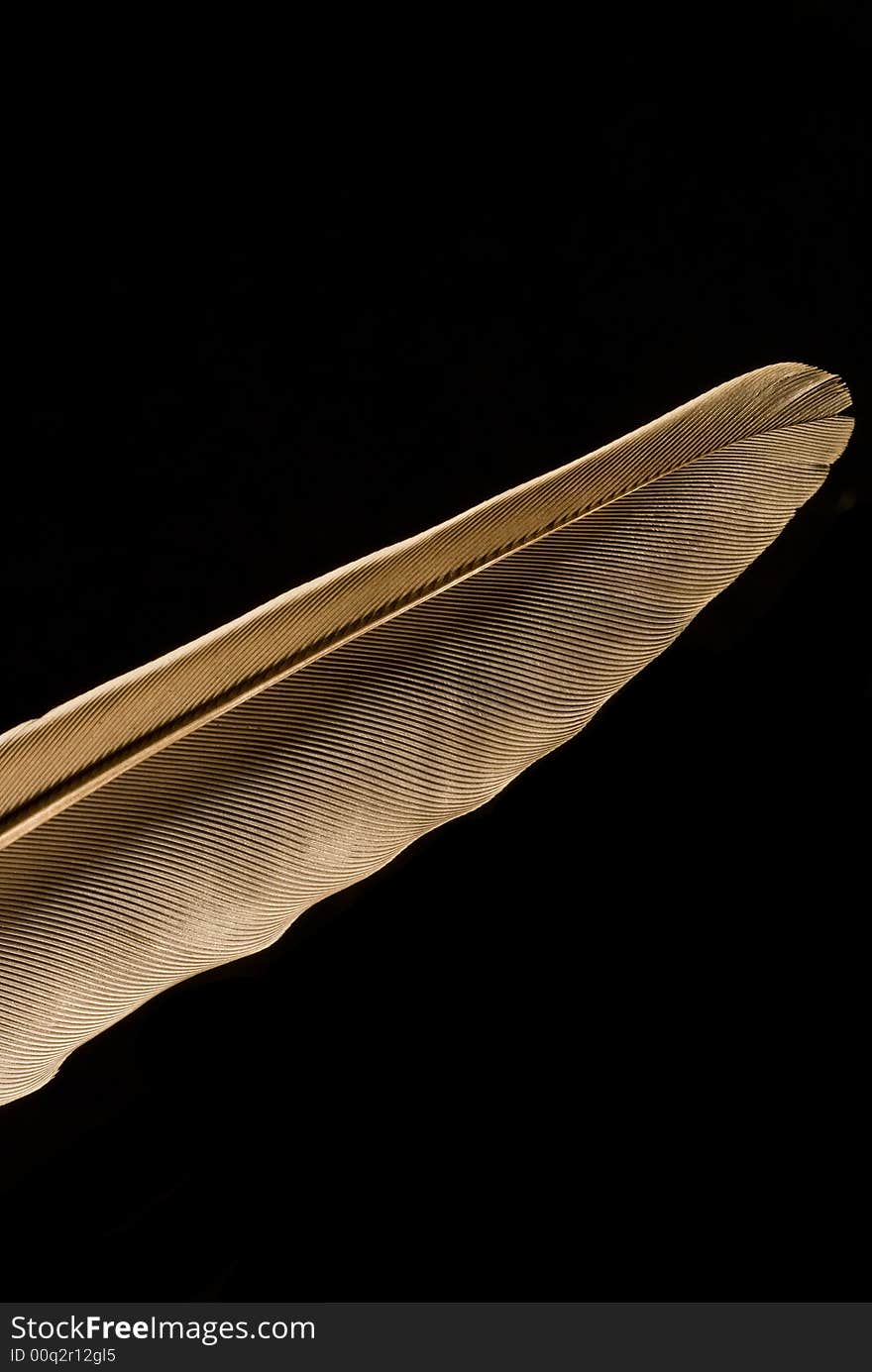 Macro of a feather in a clean/abstract way. Showing the detailed patterns. Macro of a feather in a clean/abstract way. Showing the detailed patterns.