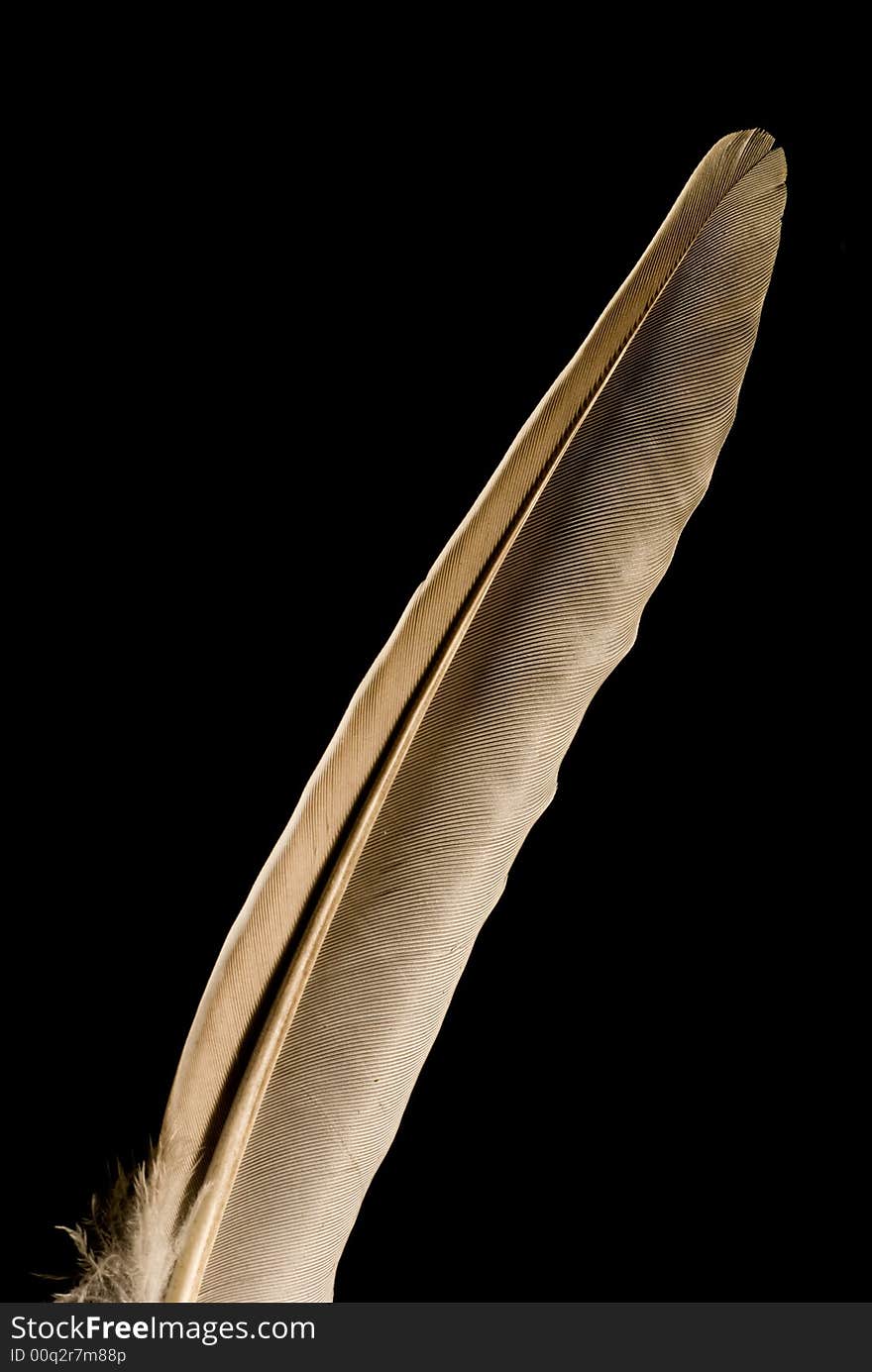 Macro of a feather in a clean/abstract way. Showing the detailed patterns. Macro of a feather in a clean/abstract way. Showing the detailed patterns.