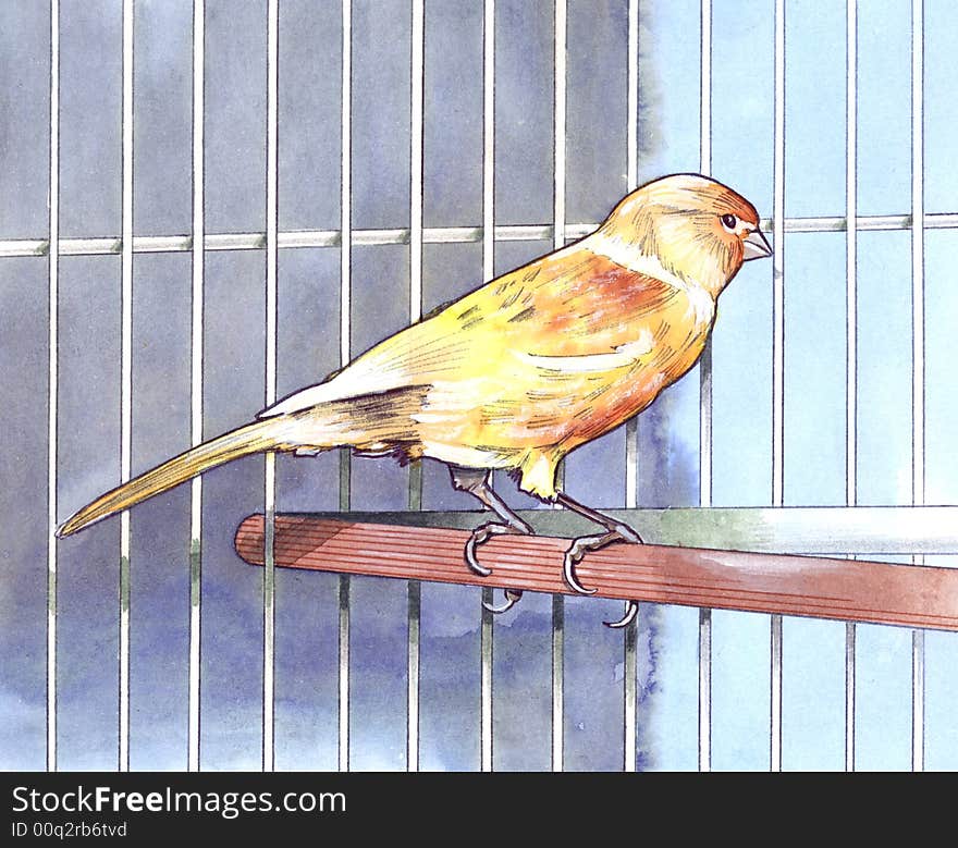 Canary