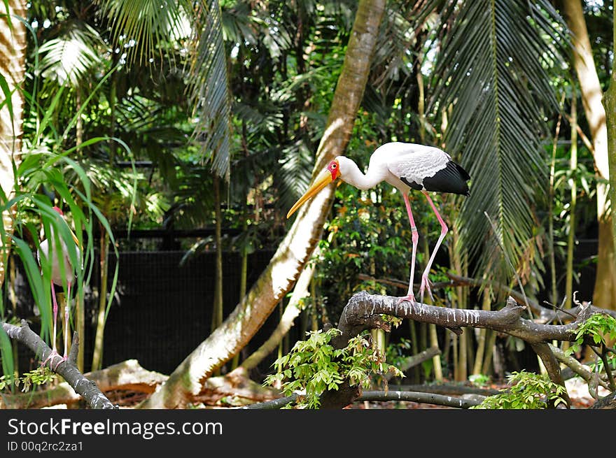 A bird standing on a tree branch. A bird standing on a tree branch