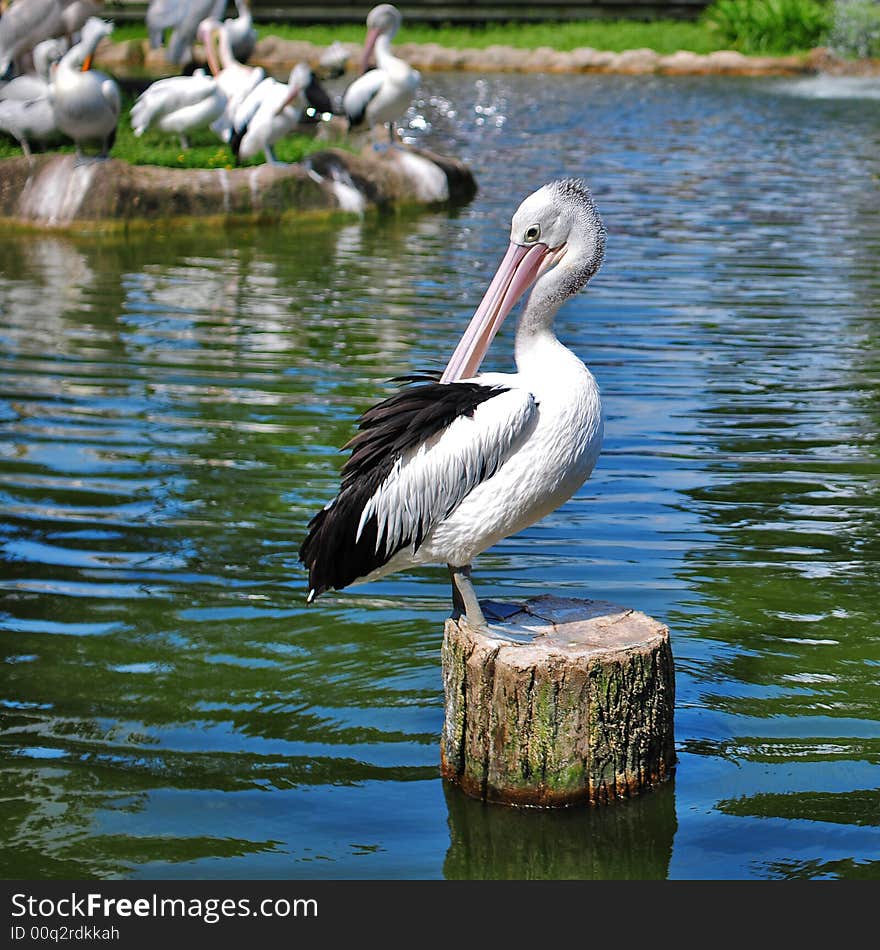 Pelican sunbathing