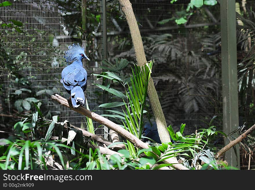 Crowned pigeon