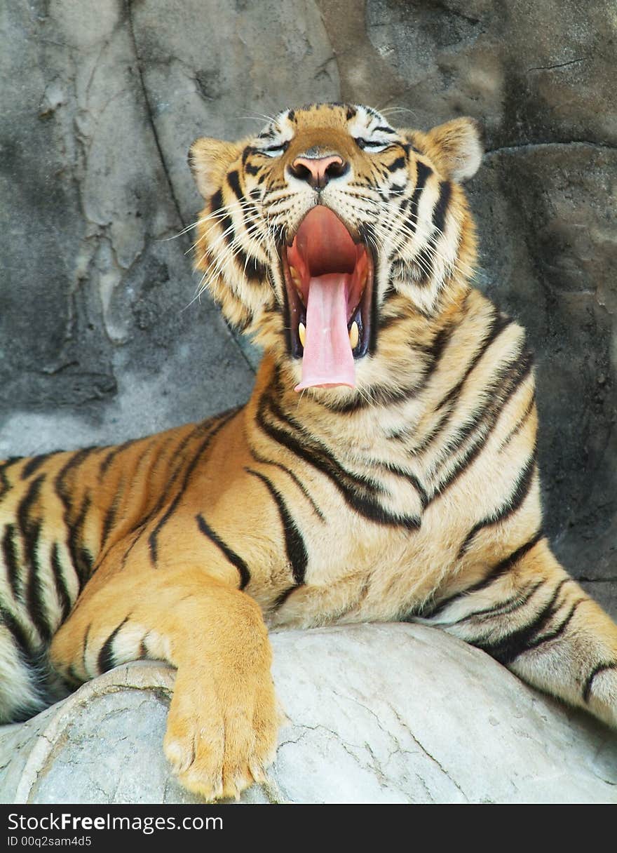 Tiger yawning