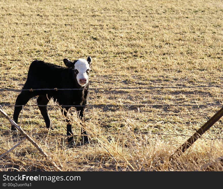 Baby cow, calf, in winter New Mexico field