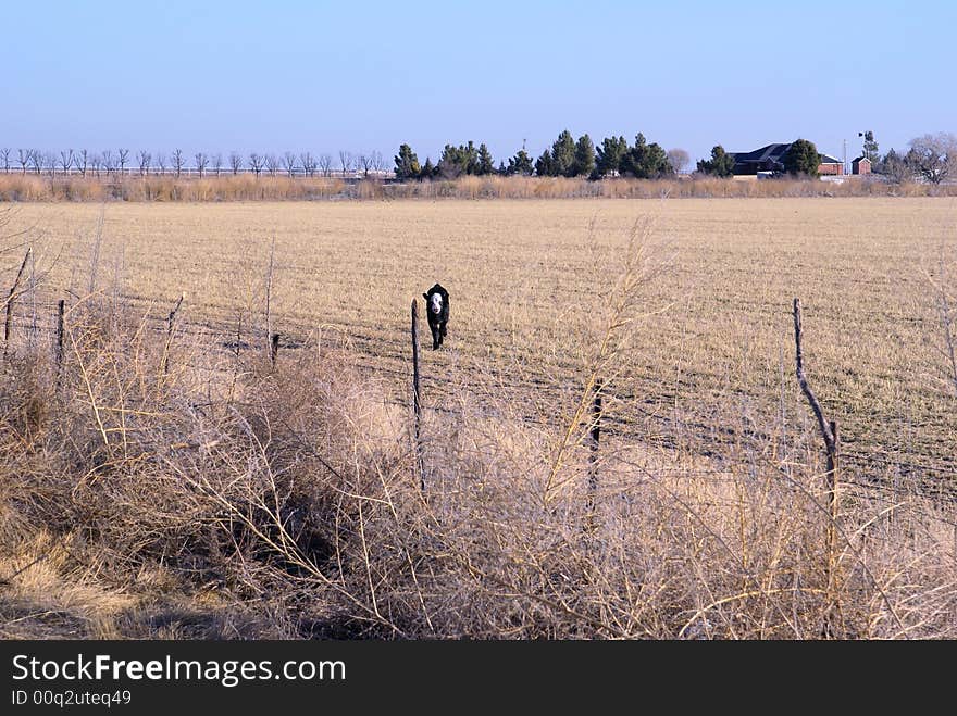 Baby cow, calf, in winter New Mexico field