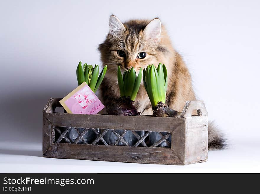 Cat is sneaking behind the flower