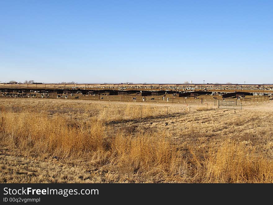 Large Cattle stockyard with many cows and calfs in fenced pens outdoors.