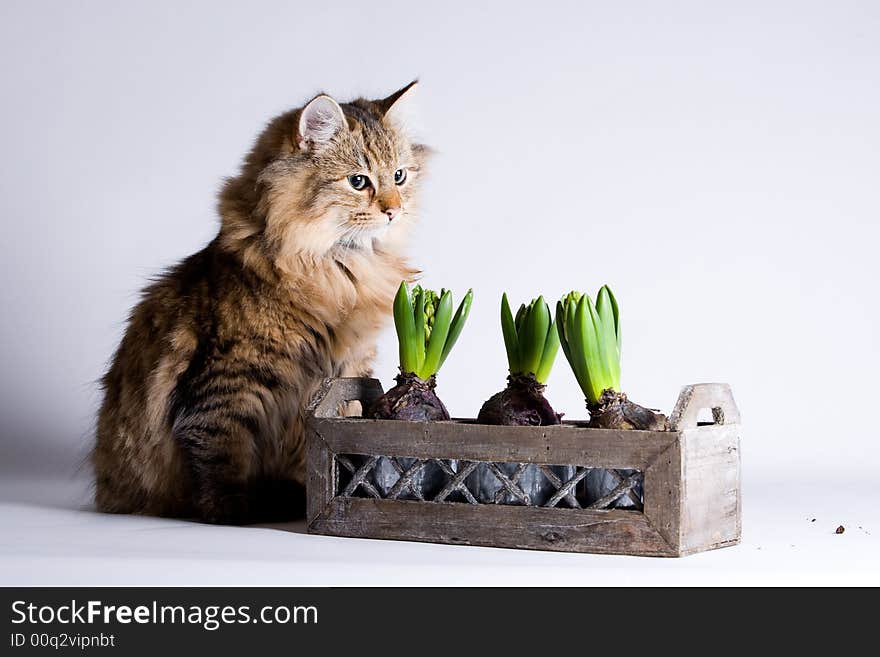 Young beautiful cat is waiting behind the flower to steal a leaf.