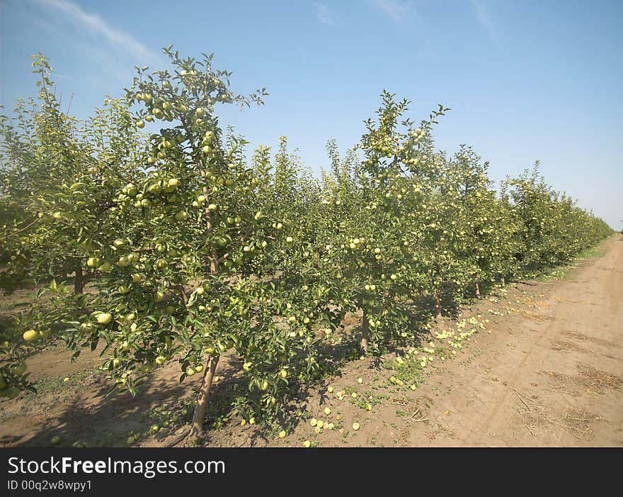 Green apple tree Orchard with the apples on the ground. Green apple tree Orchard with the apples on the ground