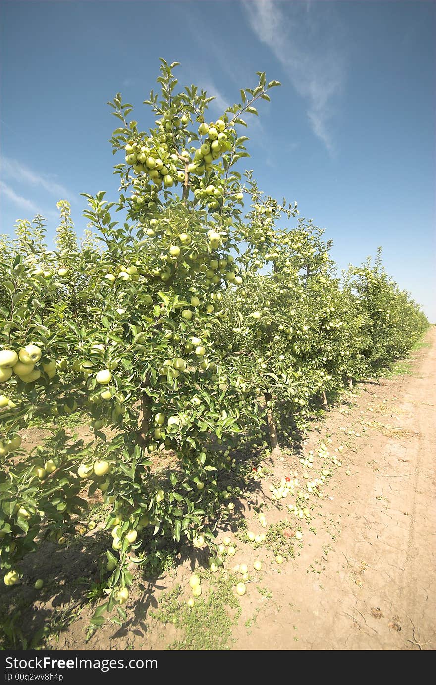 Green apple tree Orchard with the apples on the ground. Green apple tree Orchard with the apples on the ground