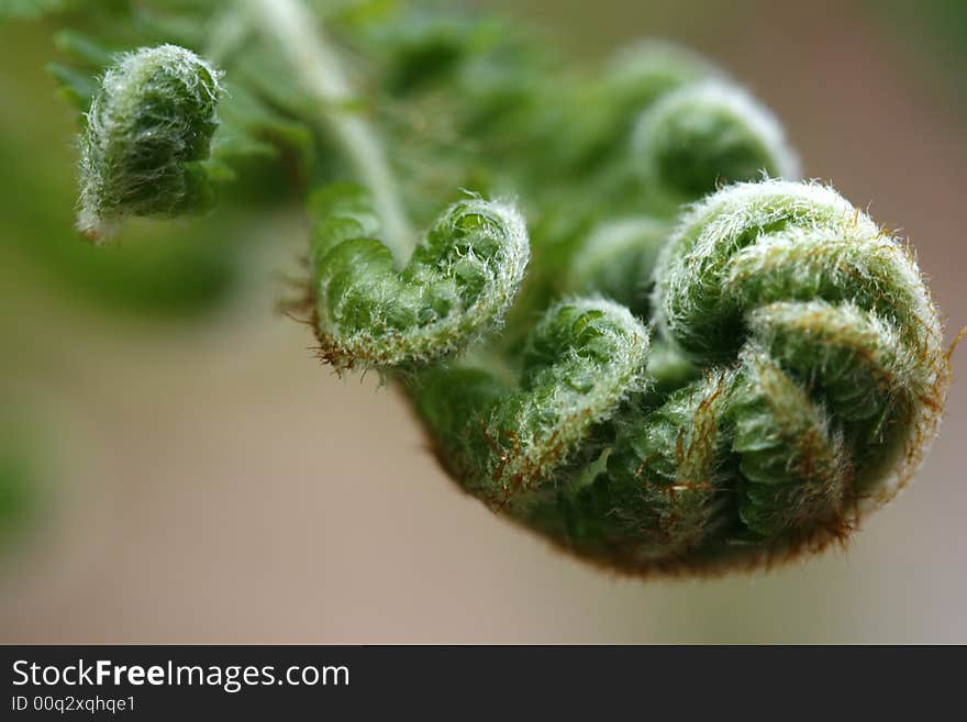 A macro of a baby fern leaf which is slowly opening.