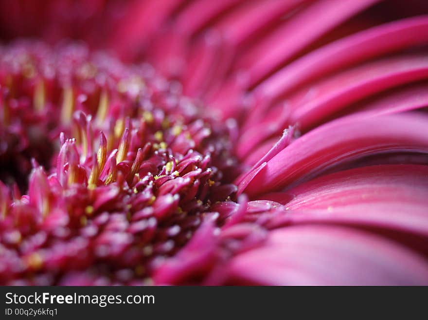 Macro of a pretty pink flower, very close up.