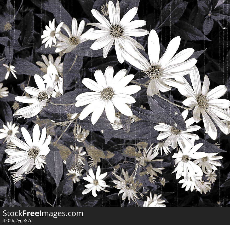 Antique Textured Daisy flowers in muted tones.