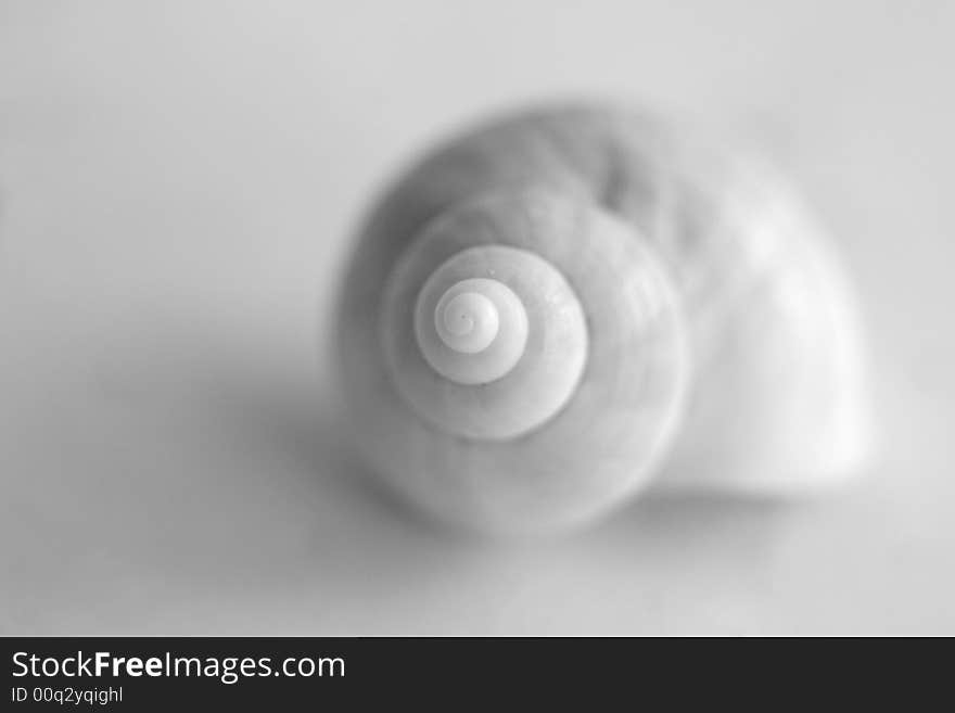 Macro of a small sea shell