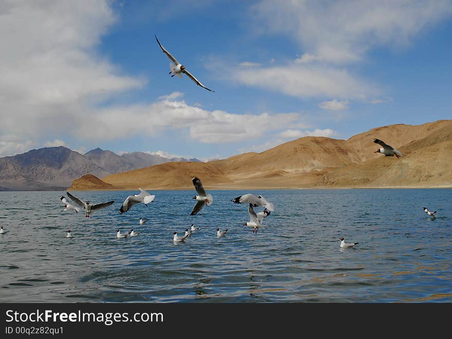 Many sea gull in ske and lake. Many sea gull in ske and lake