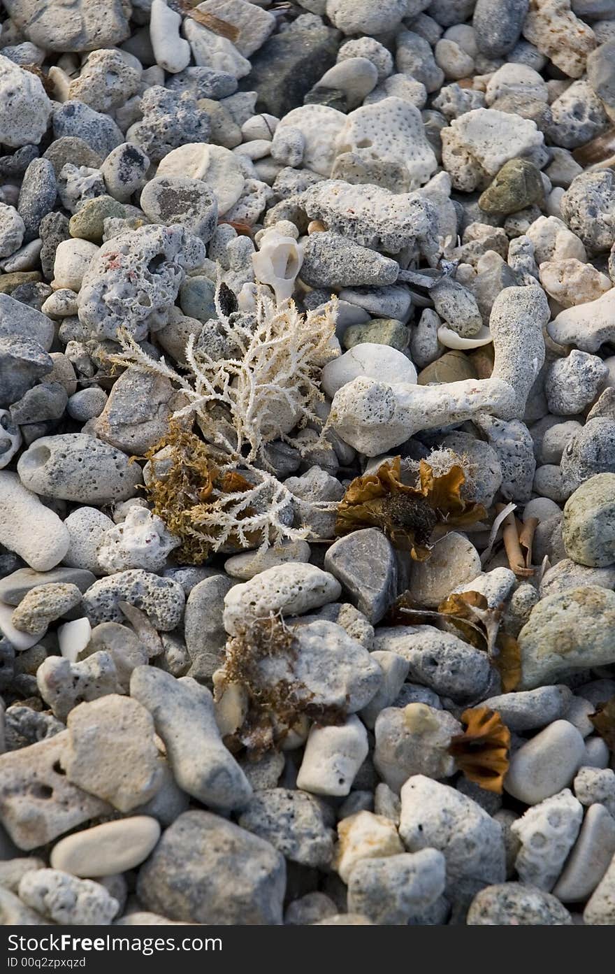 Detail of many assorted sea shells. Suitable for background. Detail of many assorted sea shells. Suitable for background.