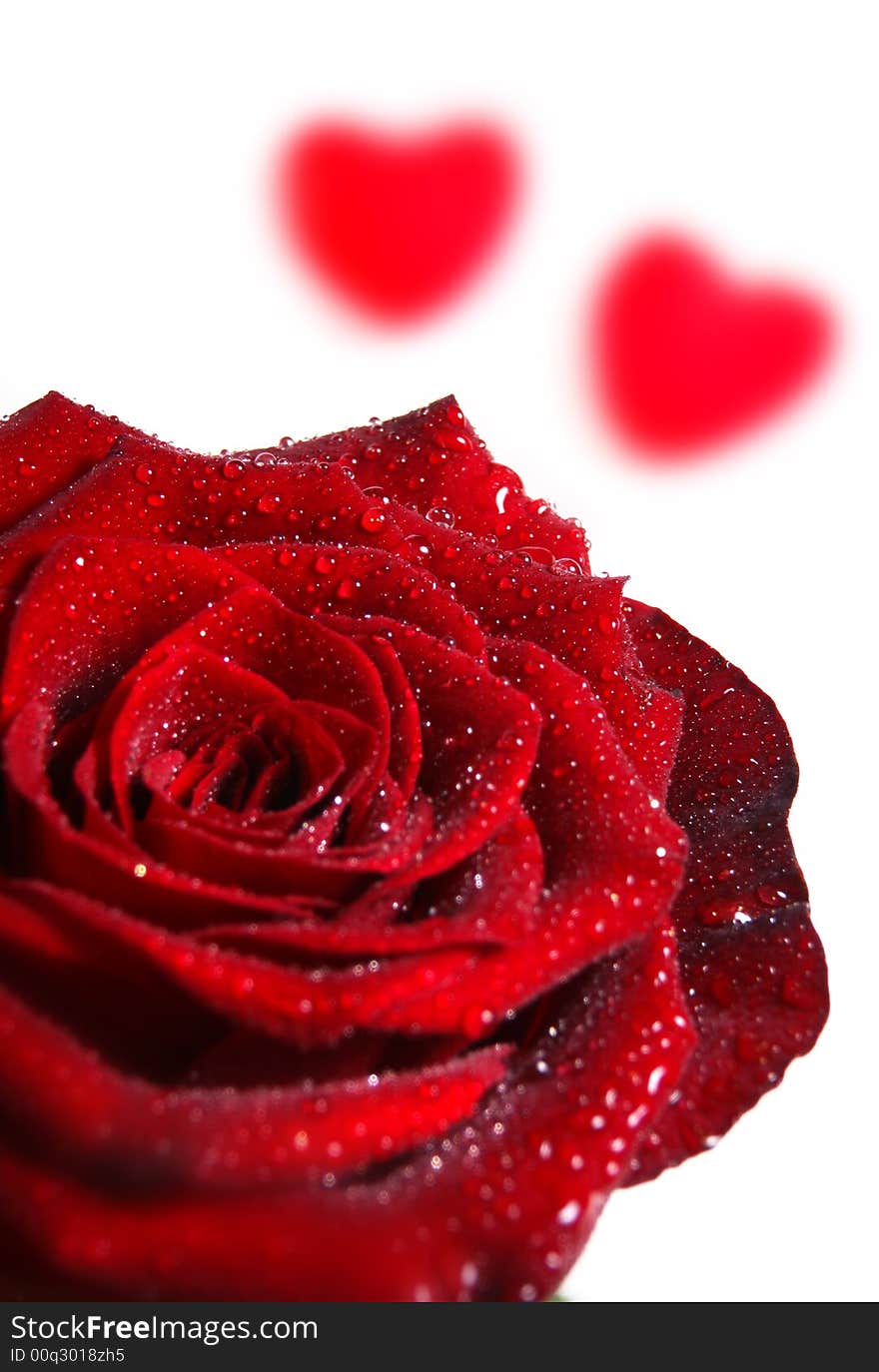 Single red rose on a white background with hearts