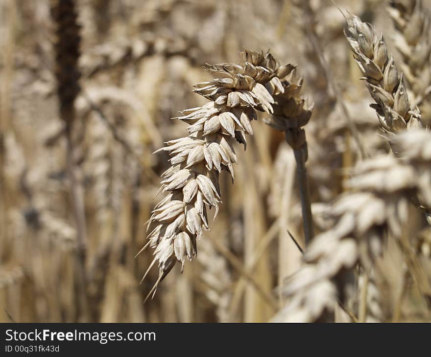 Spike of grain in a field