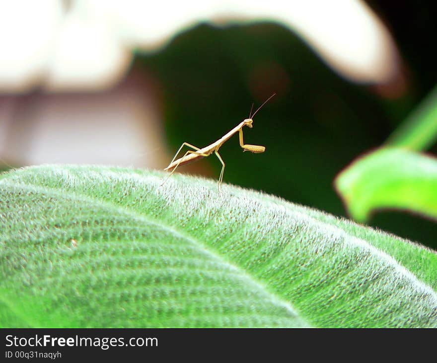 Tiny Mantis