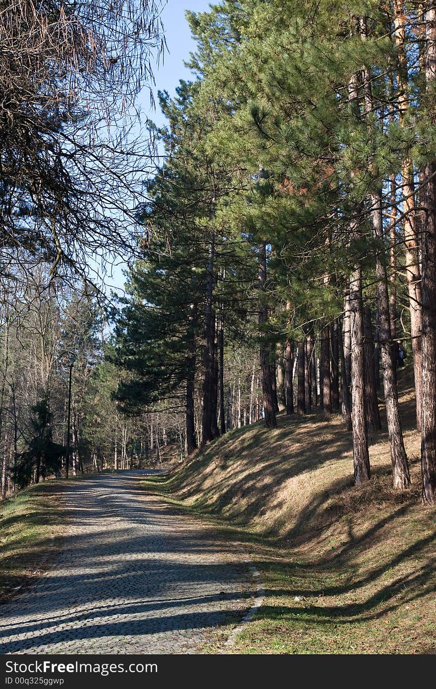 Path leading along a group of pine trees in city park. Path leading along a group of pine trees in city park