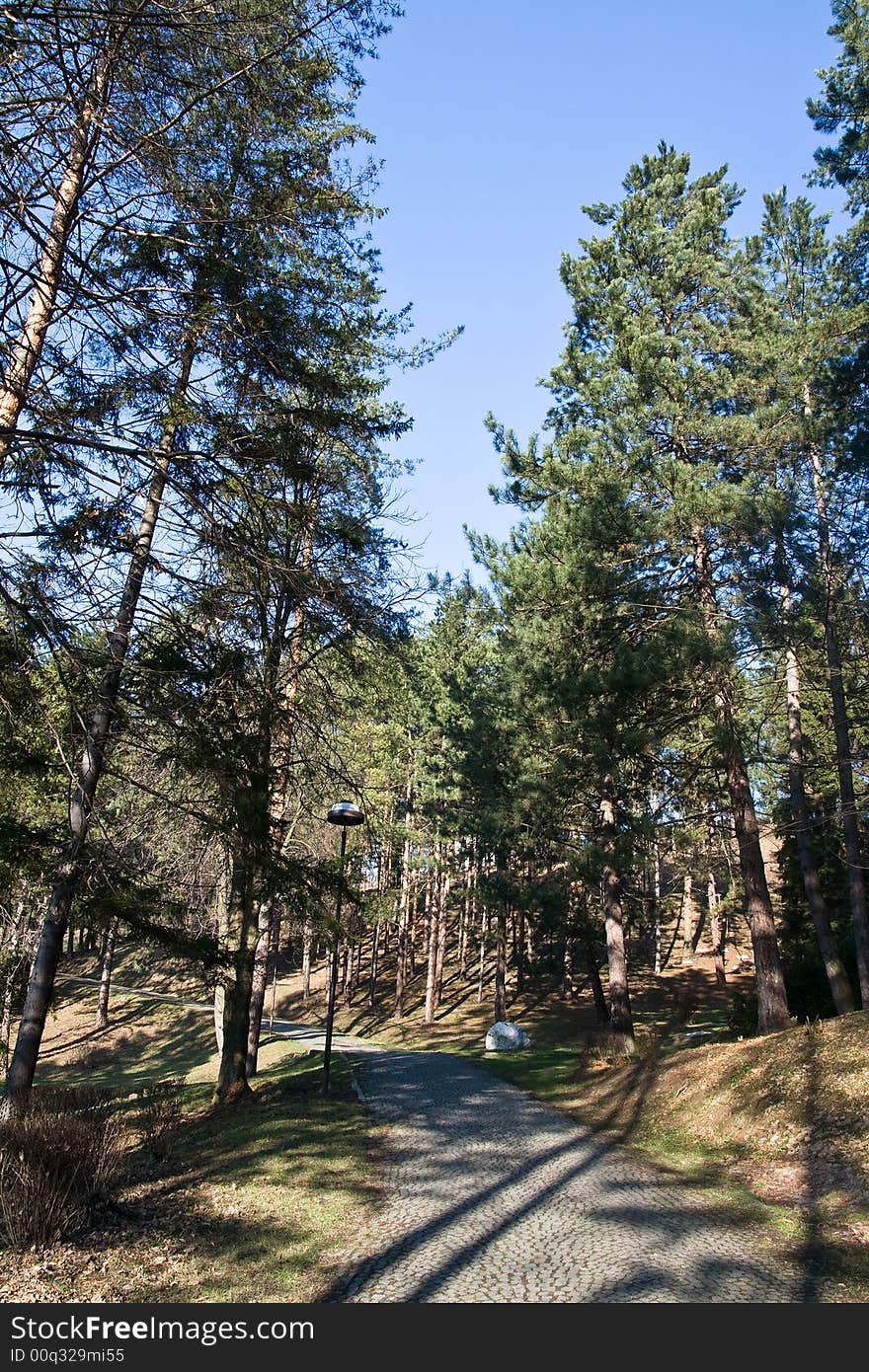 Path leading in the city park amongst a pine trees. Path leading in the city park amongst a pine trees