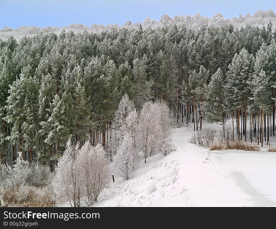 Winter landscape with white frost pines on the hills. Winter landscape with white frost pines on the hills