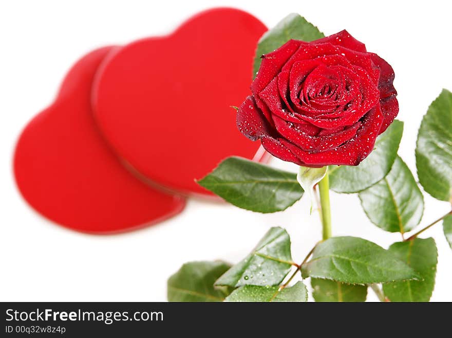 Single red rose on a white background with hearts. Single red rose on a white background with hearts