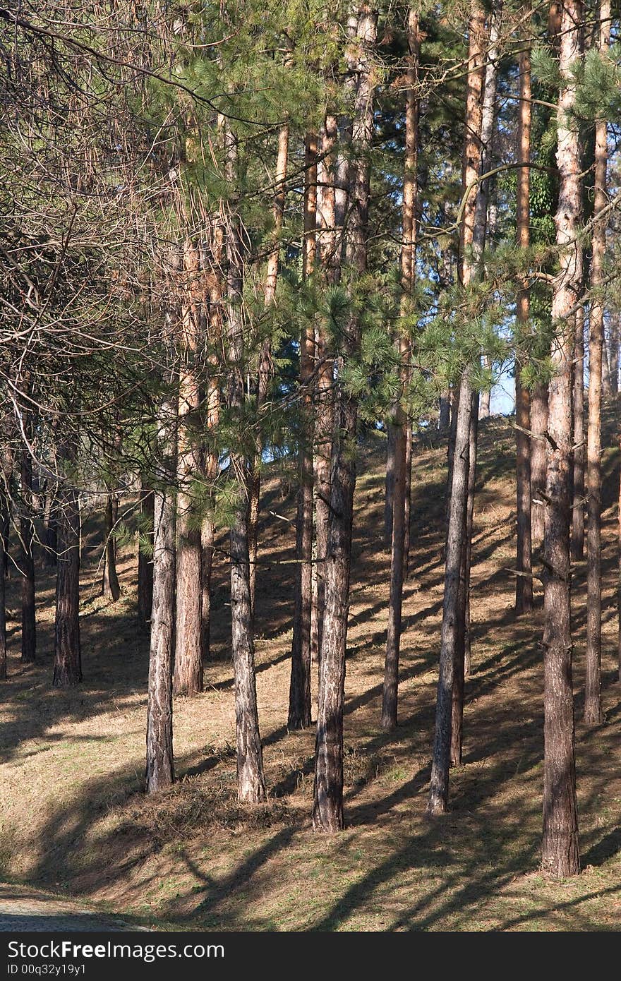 Many pine trees on the sunny day in the park. Many pine trees on the sunny day in the park