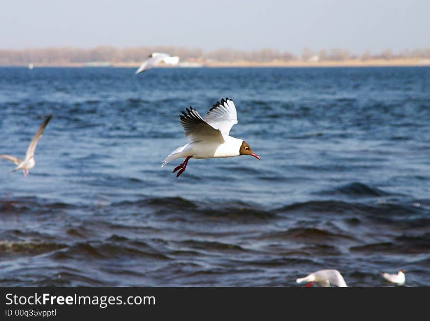 The seagull flies above the sea