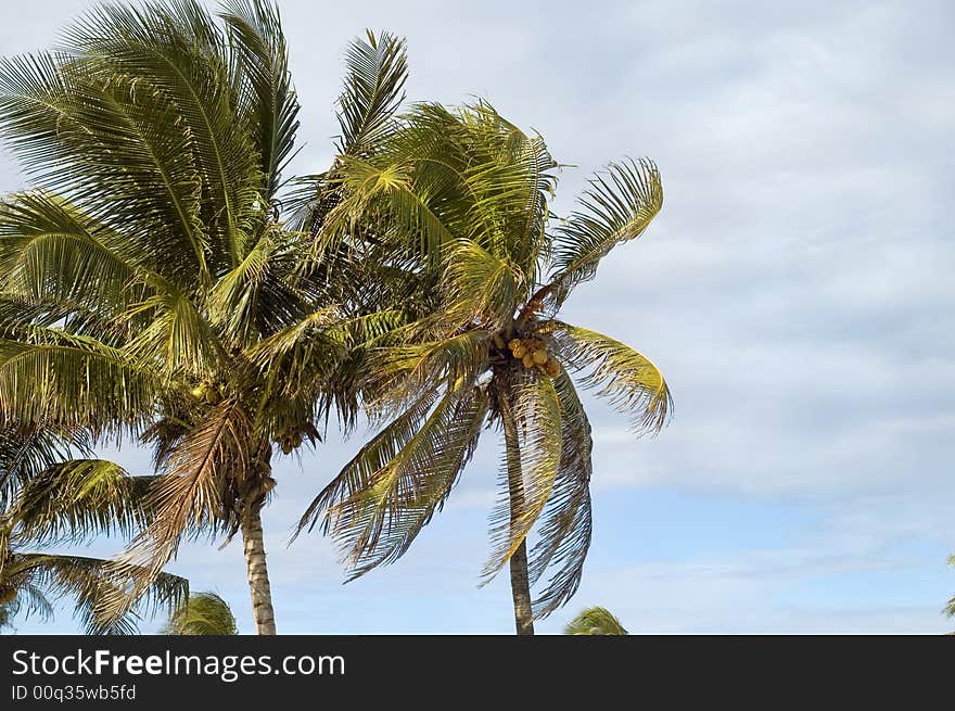 Coconuts Palms On Tropical Sky