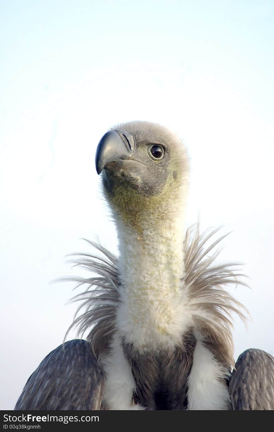 African Black Backed Vulture 1