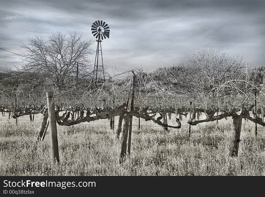 Vineyard And Windmill In Infrared