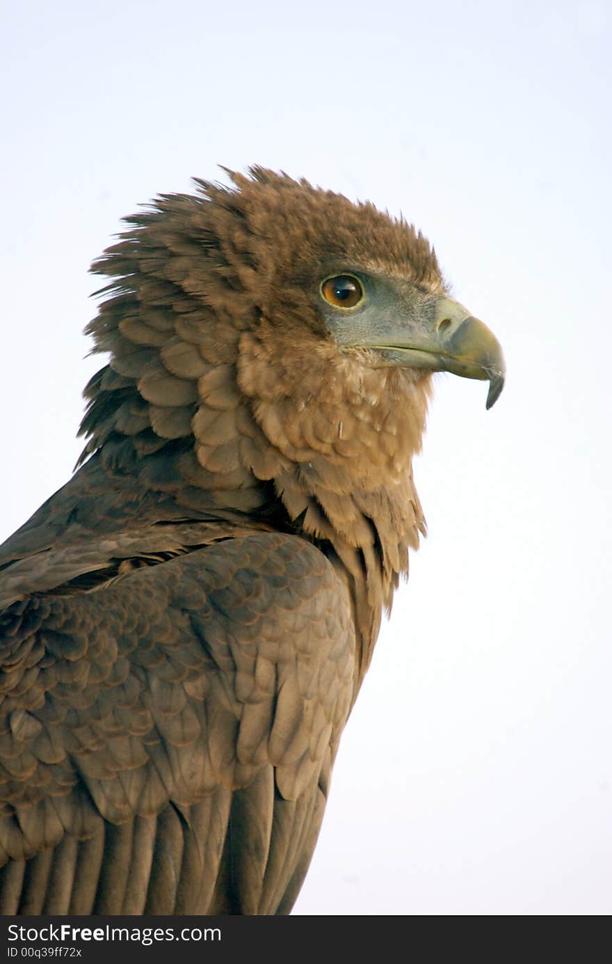 Bateleur Eagle looking to the Right.