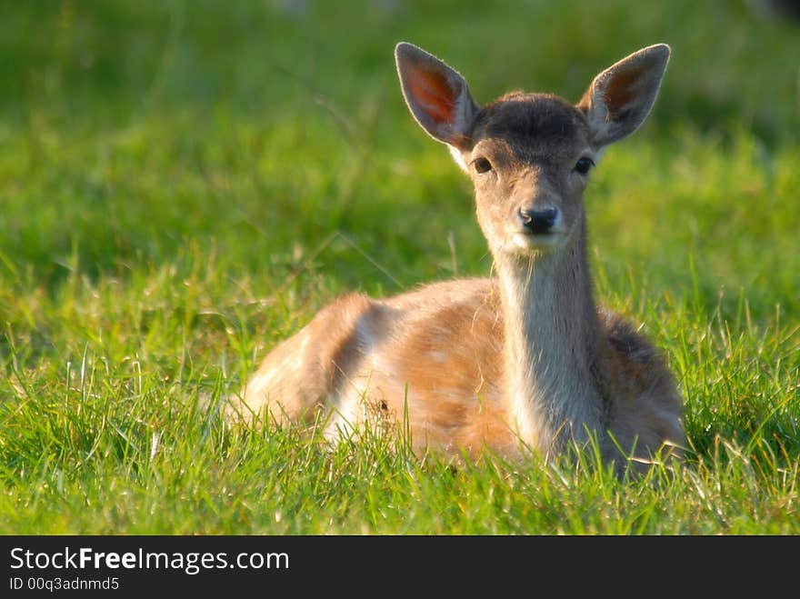 Blurred shot of a deer in the grass