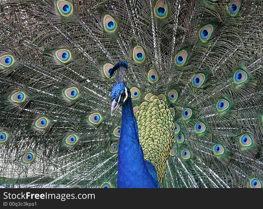 Peacock