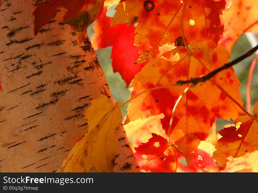 Fall aspen colorful leaves with details. Fall aspen colorful leaves with details