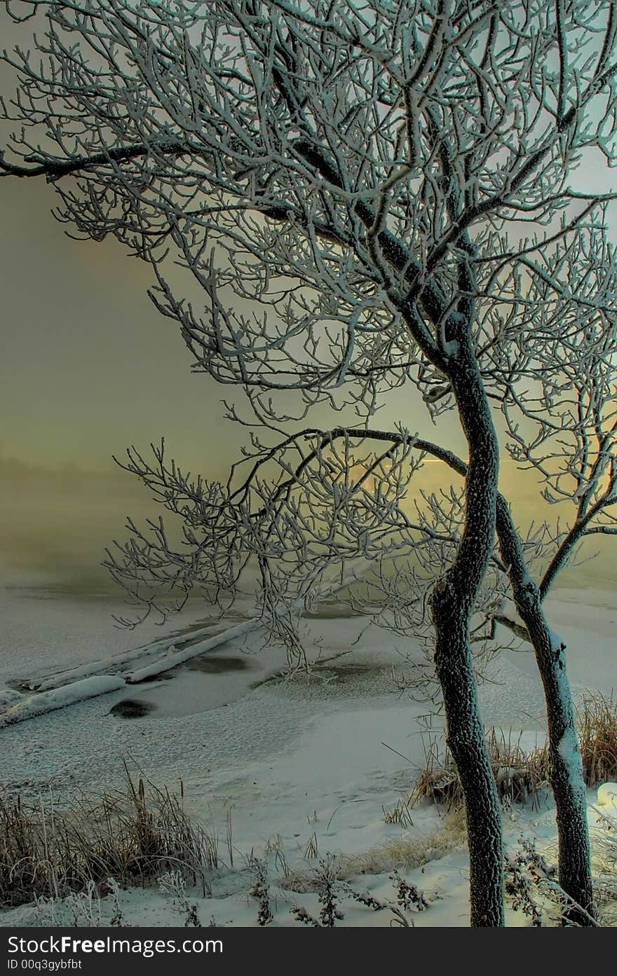 A frost tree along the shores of a river on a foggy morning. A frost tree along the shores of a river on a foggy morning