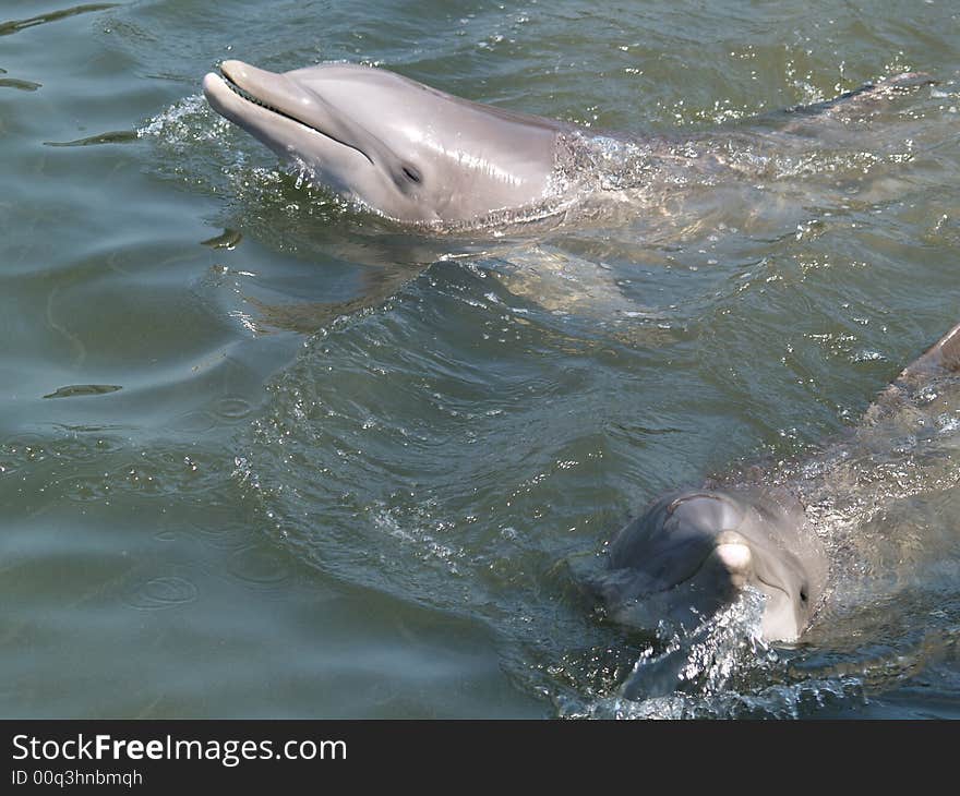 Two happy dolphins in the water