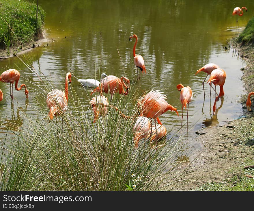 Group of Birds