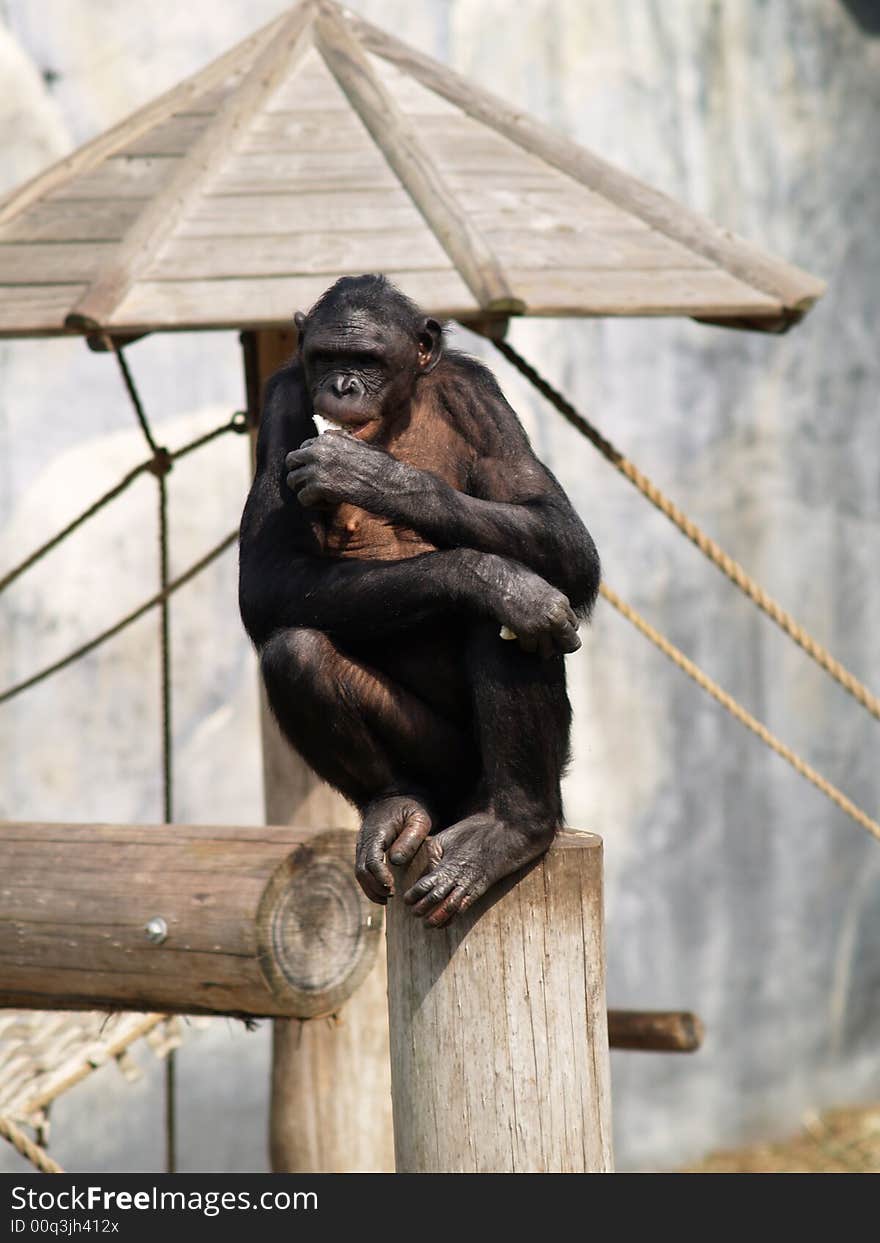 Climbing To Eat