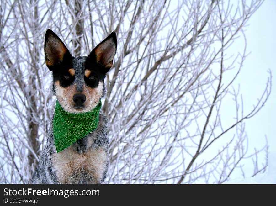 Blue Heeler puppy sporting green bandanna while on top of large snow drift. Blue Heeler puppy sporting green bandanna while on top of large snow drift