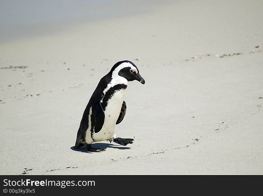 A lonely penguin walking up the Boulders beach. A lonely penguin walking up the Boulders beach