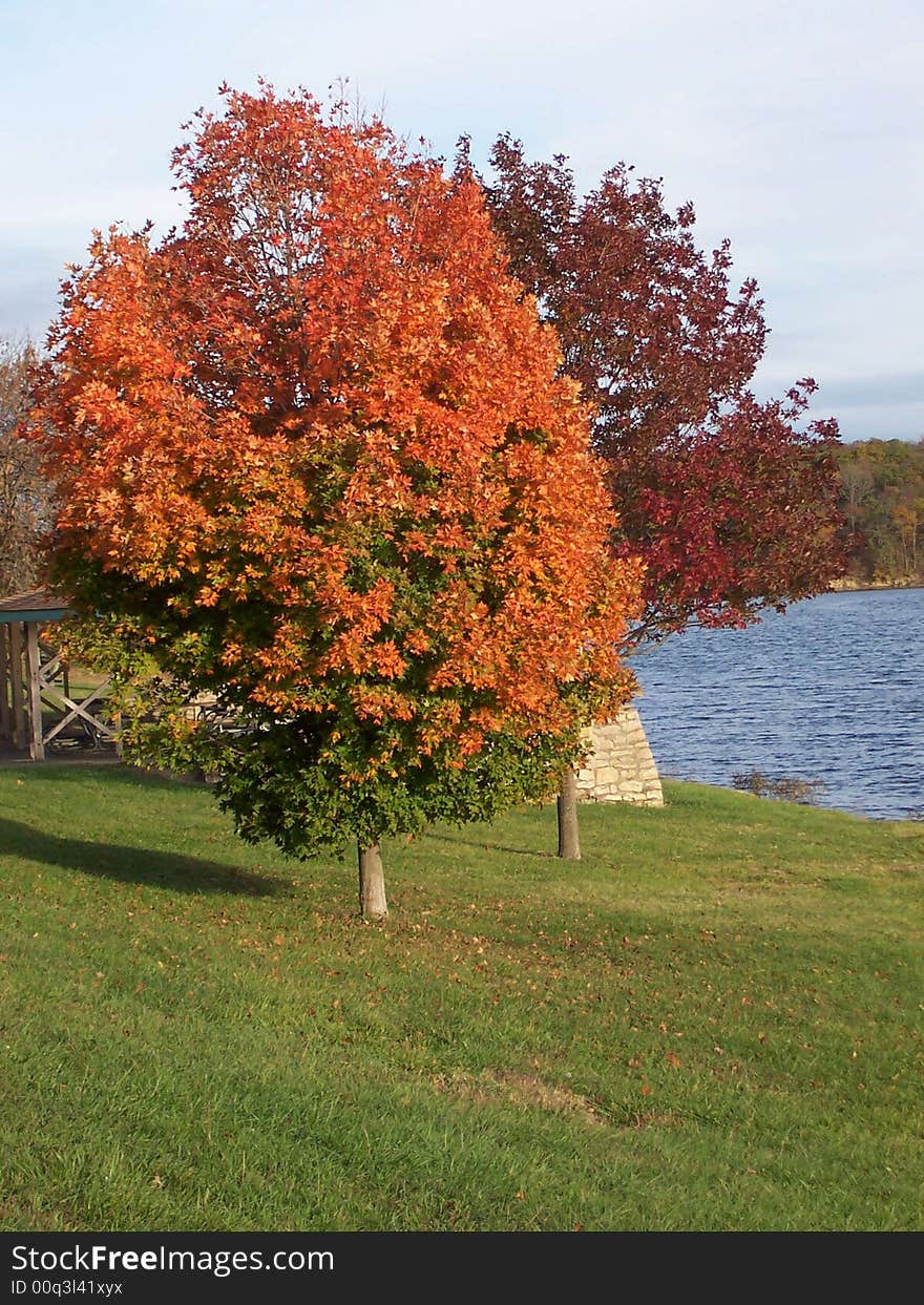 Autumn leaves on trees in a park with a lake. Autumn leaves on trees in a park with a lake