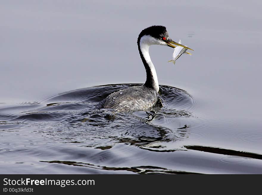 Western Grebe With Fish