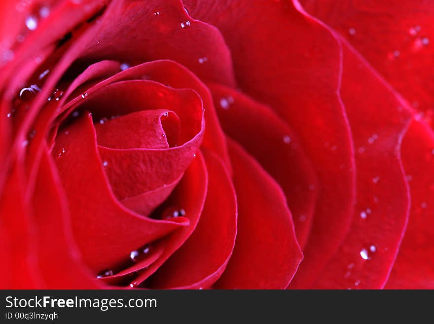 Wet Red rose macro . Can be used for Valentine's Day or any other day.